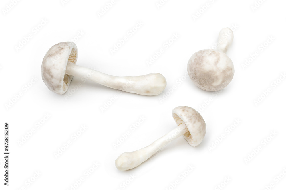 Macrolepiota rhacodes isolated on white background. This is a salty mushroom. Macrolepiota rhacodes isolated on white background. This is a salty mushroom.