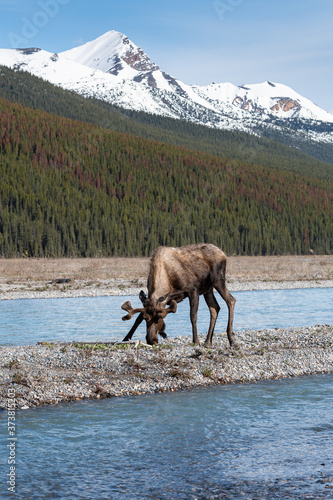 Moose in the spring