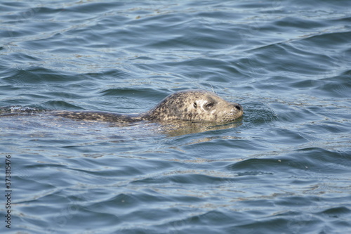 Harbor Seal in the water