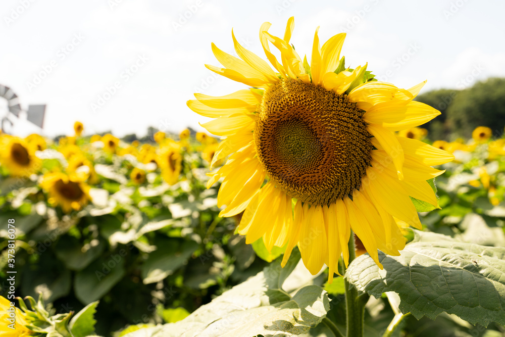 Yellow sunflower against the sky and green field with sunray Yellow sunflower against the sky and green field with sunray