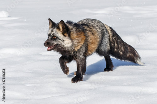 Cross fox a partially melanism form of the red fox, Montana. photo
