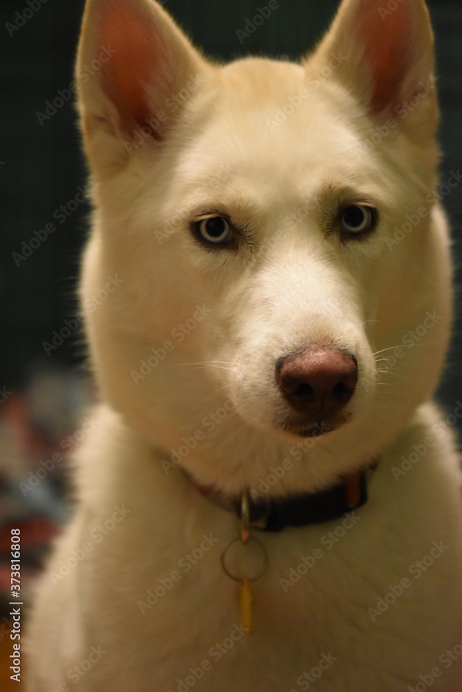 Obraz premium Husky girl