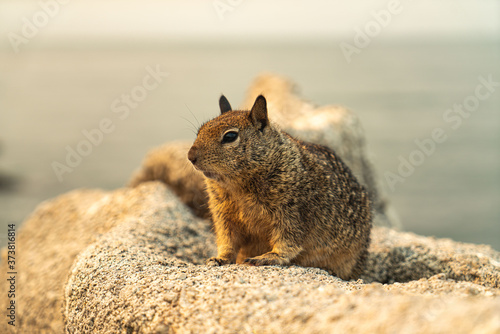 Little Squirrel close up portrait, Monterey Bay, California 