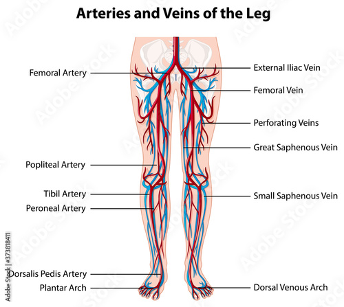 Arteries and veins of the leg