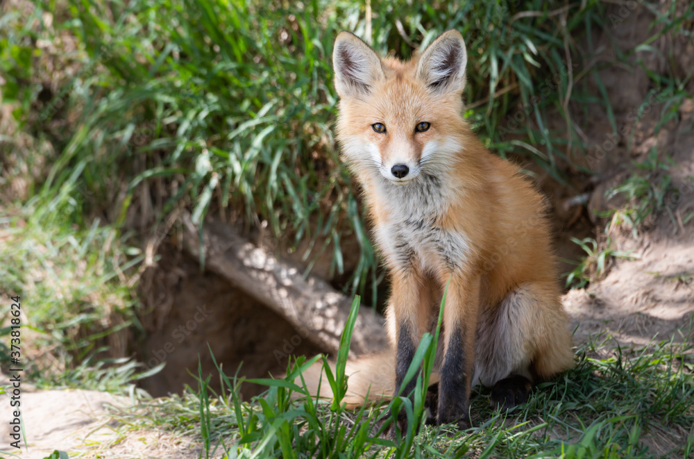 Red fox kits in the wild