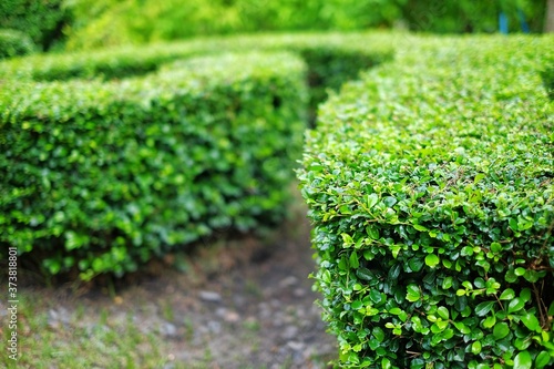 A walkway to a garden with well trimmed shrub bushes along the side and stone slab walkway.