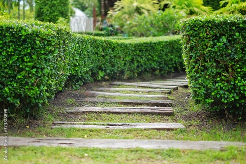 A walkway to a garden with well trimmed shrub bushes along the side and stone slab walkway.
