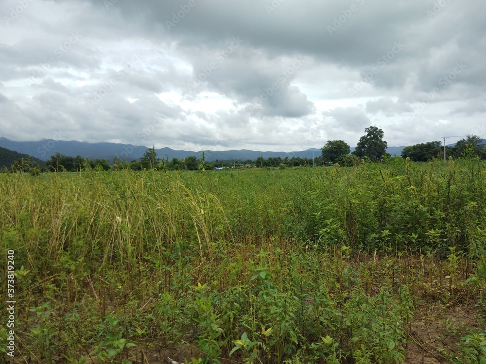 The field of nature landscape The field of nature landscape