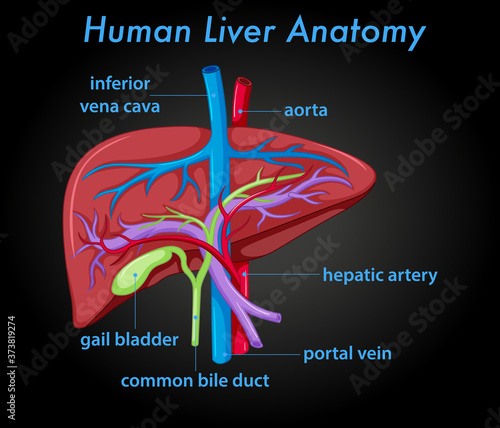 Принти на полотні Human liver anatomy diagram