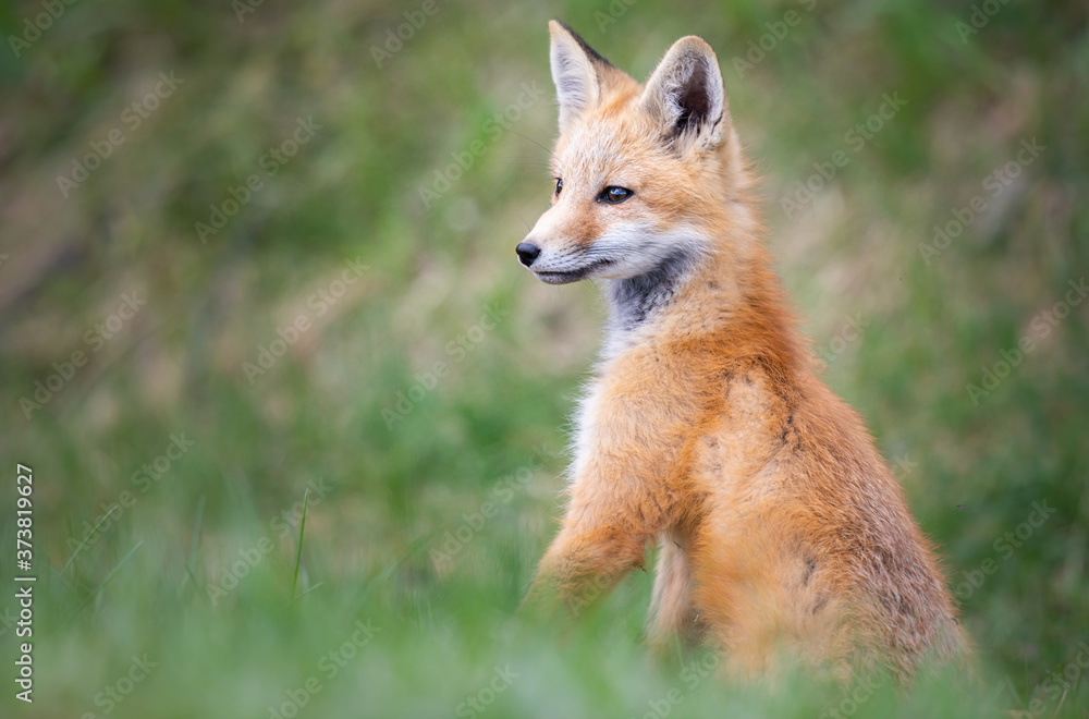Red fox kits in the wild Red fox kits in the wild