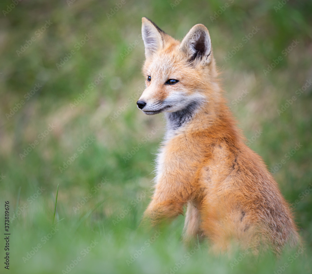 Fototapeta premium Red fox kits in the wild