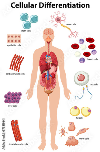 Information poster of cellular differentiation