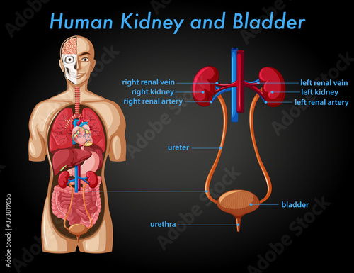 Human kidney and bladder
