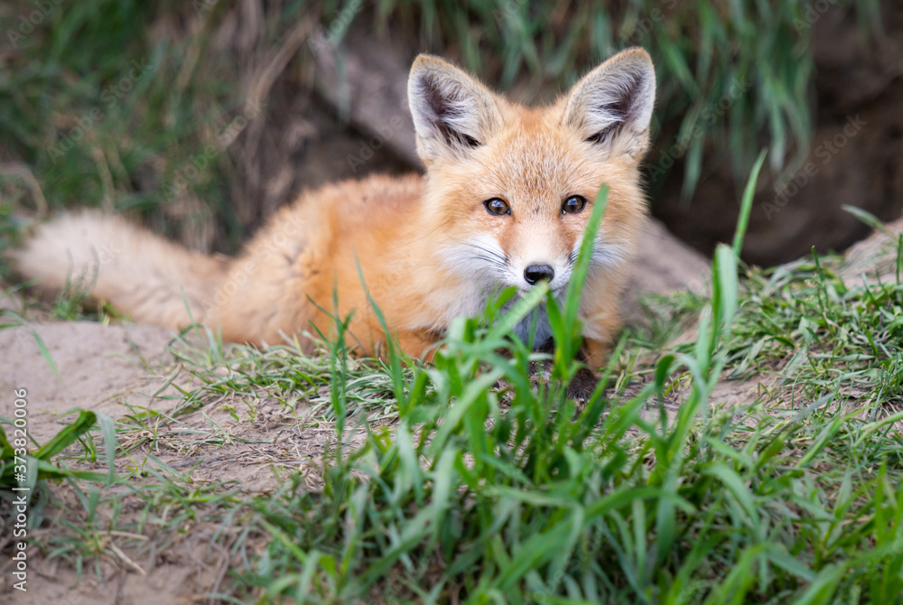 Obraz premium Red fox kits in the wild