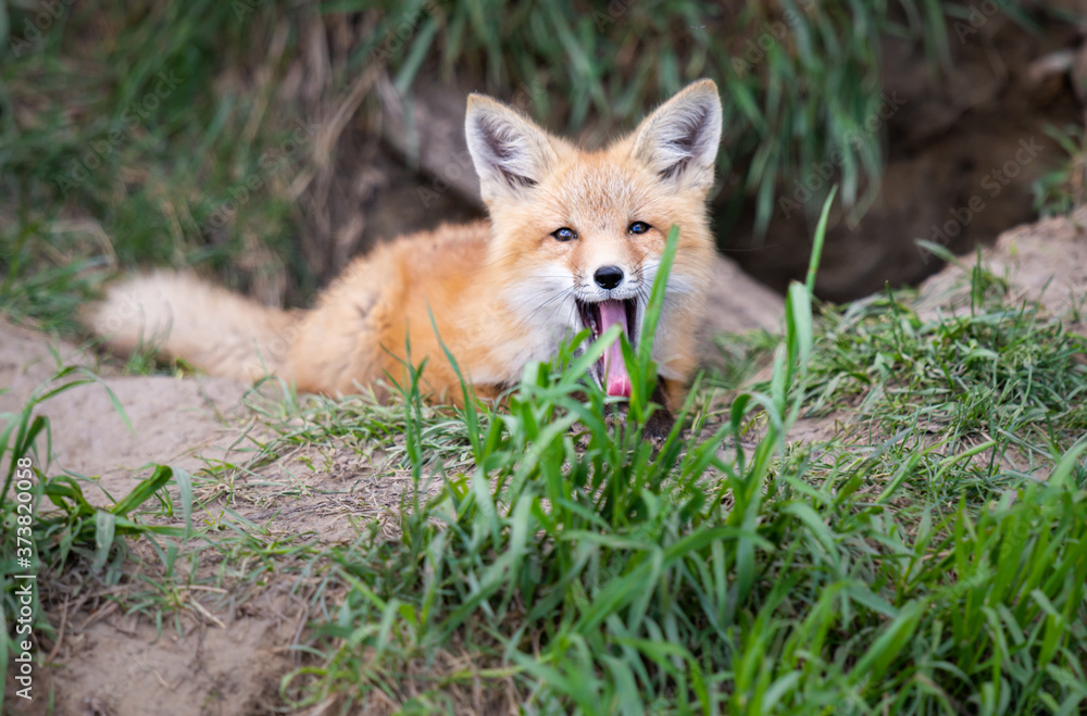 Red fox kits in the wild