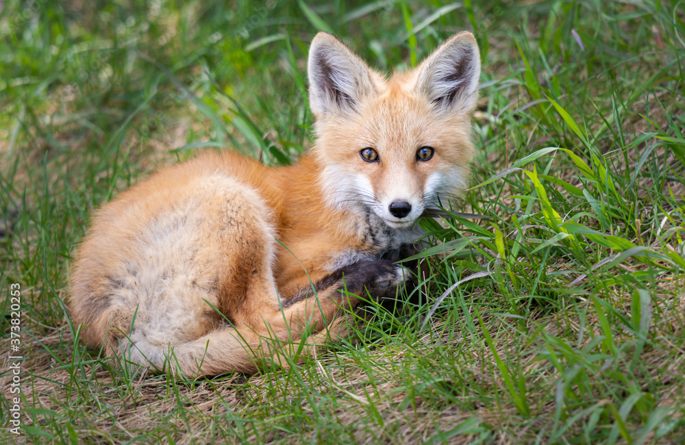 Red fox kits in the wild Red fox kits in the wild