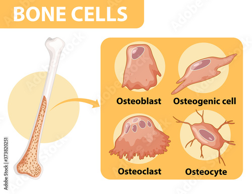 Human bone cells anatomy