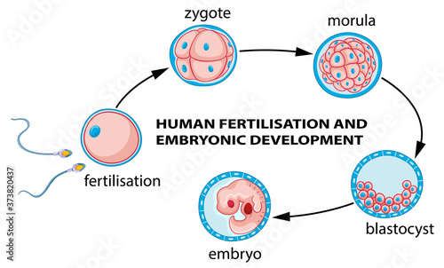 Human fertilization and embryo development
