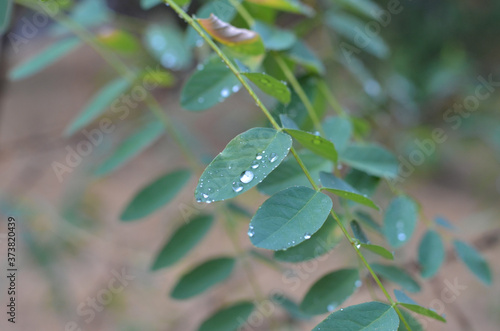 Large water drops on the green leaves of acacia. Soft focus. Noise. Close up. Copyspace