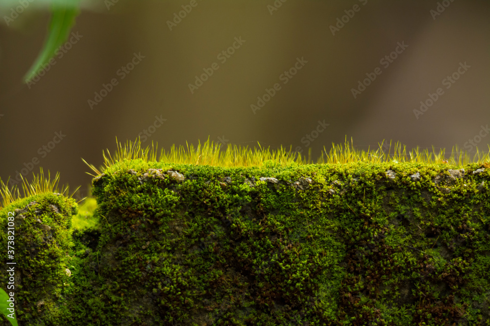 Fototapeta premium grass