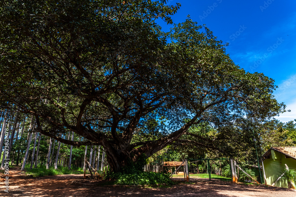 Old big fig tree (Ficus Insipida) on public park in Brazil