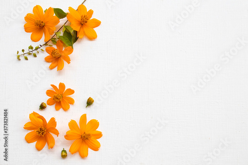 colorful orange flowers cosmos local flora of asia arrangement flat lay postcard style on background white wooden