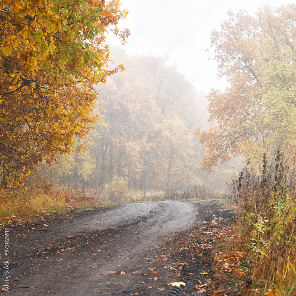 Morning autumn fog over a dry beautiful yellow-orange forest and forest country path. Autumn landscape with fog