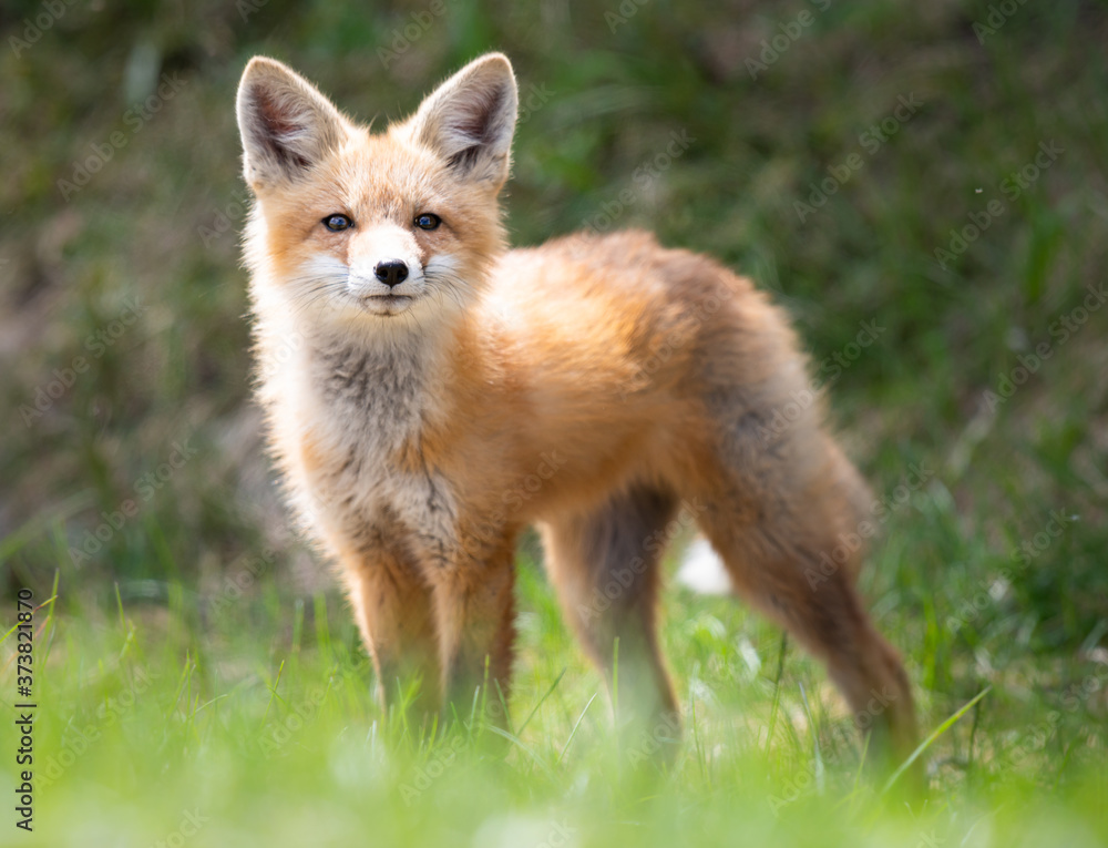 Red fox kit in the wild Red fox kit in the wild