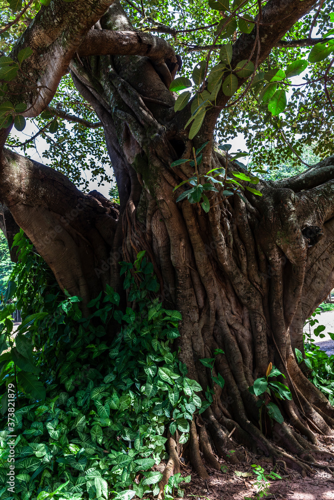 Old big fig tree (Ficus Insipida) on public park in Brazil Old big fig tree (Ficus Insipida) on public park in Brazil