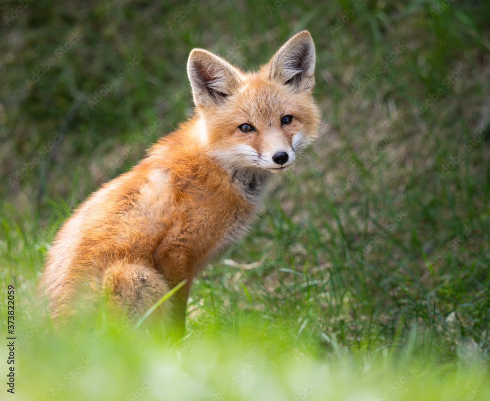 Fototapeta premium Red fox kit in the wild