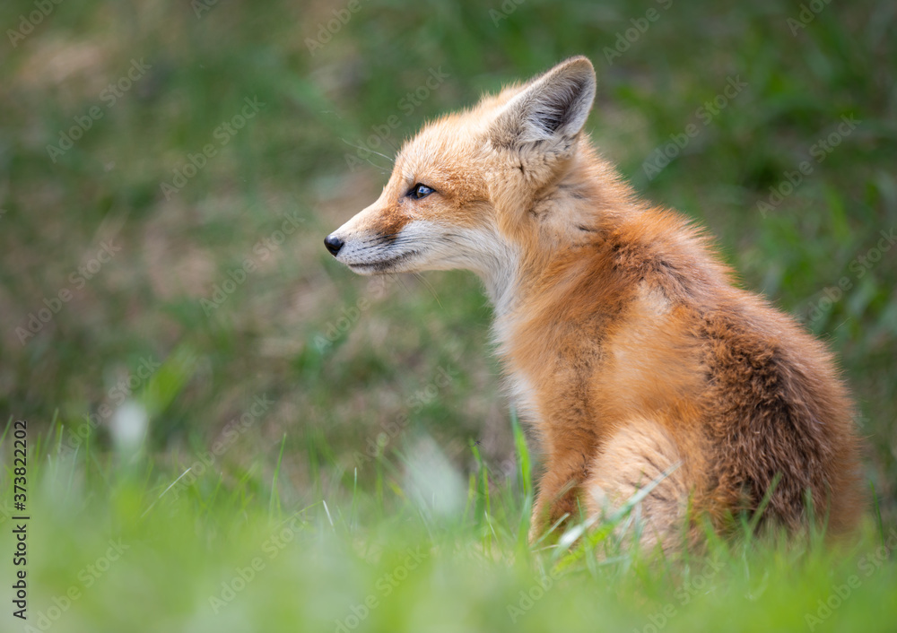 Red fox kit in the wild Red fox kit in the wild