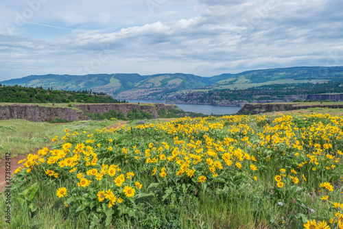 USA, Oregon. Tom McCall Nature Preserve, Rowena Plateau wildflowers. photo