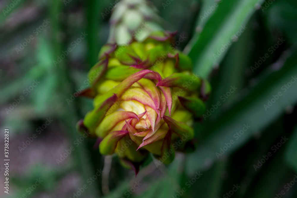 The dragon fruit is blooming in the garden. The dragon fruit is blooming in the garden.