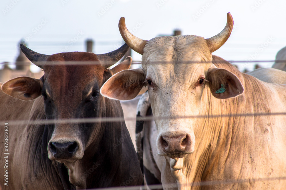 A group of cattle in confinement in Brazil