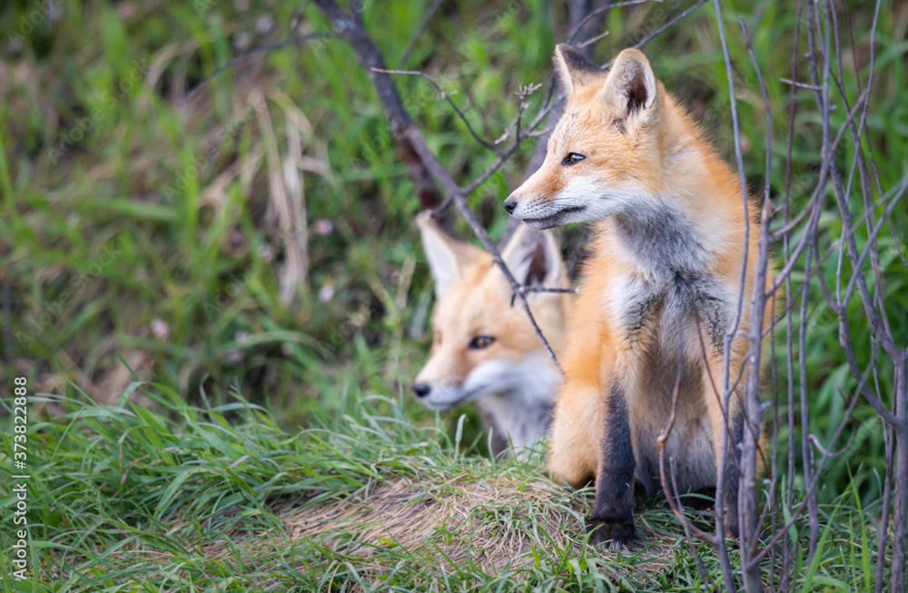 Red fox kit in the wild