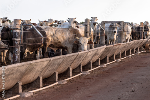 Canvas-taulu A group of cattle in confinement in Brazil