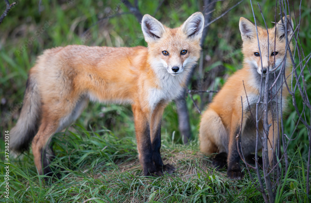 Fototapeta premium Red fox kit in the wild