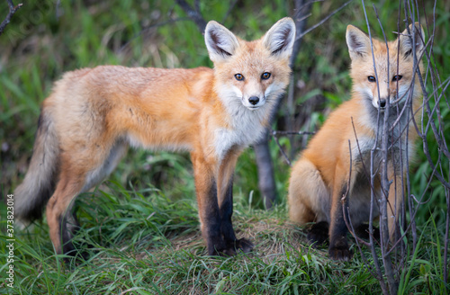 Red fox kit in the wild © Jillian