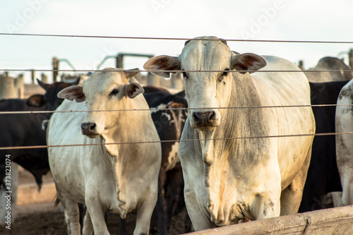Print op canvas A group of cattle in confinement in Brazil