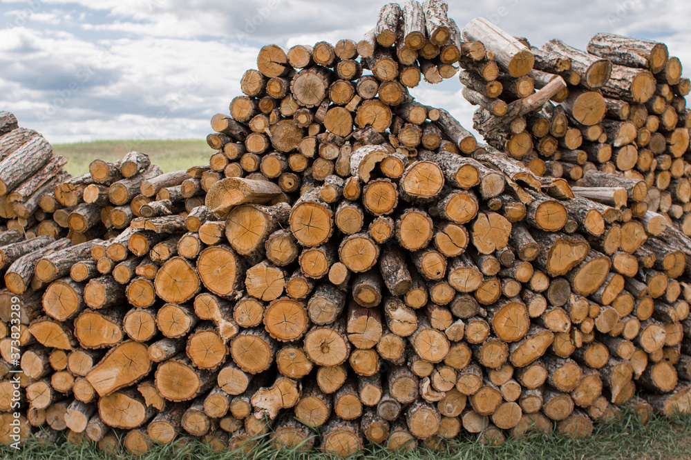 wooden logs lie in a huge pile