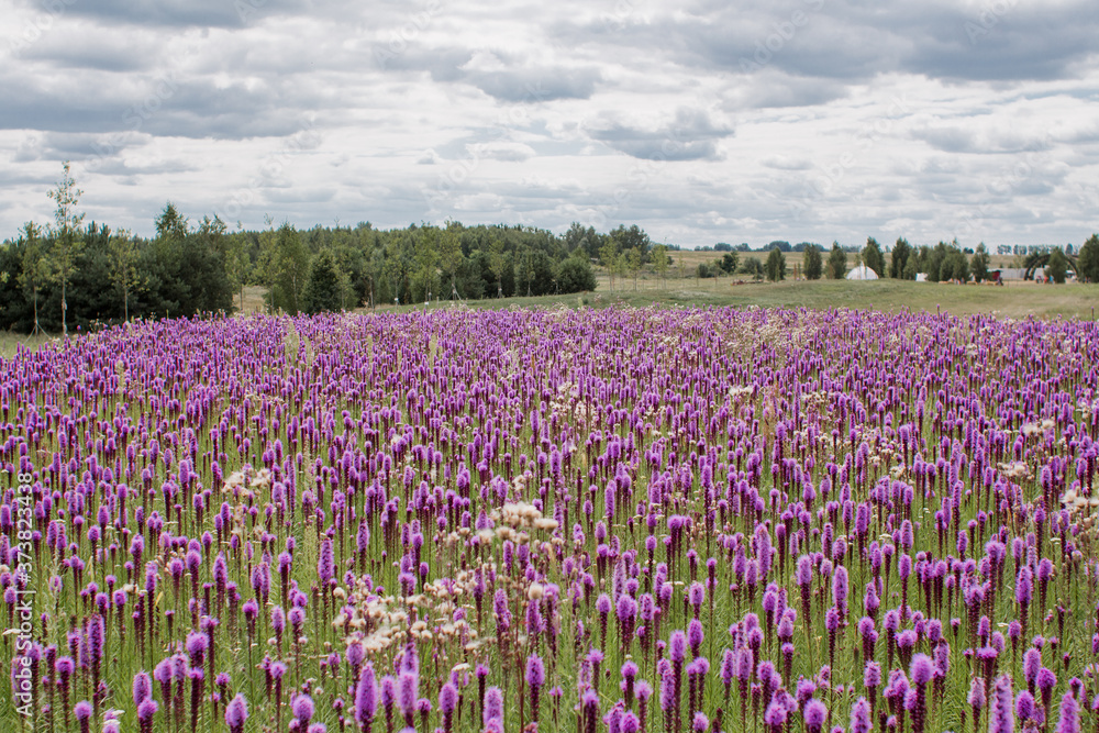 beautiful field of purple flowers on a clear day