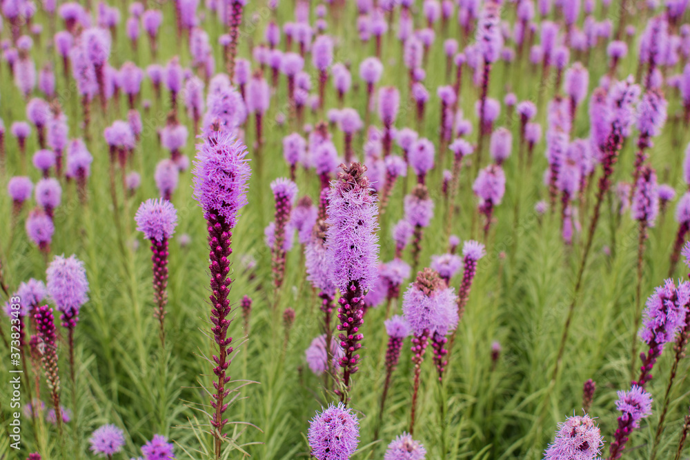 Obraz premium beautiful field of purple flowers on a clear day