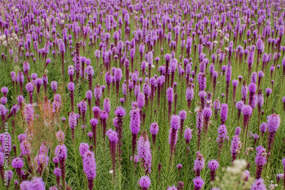 Naklejka premium beautiful field of purple flowers on a clear day