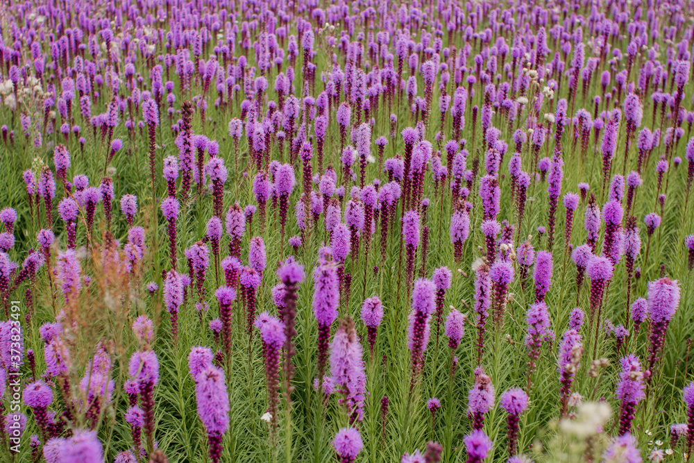 Naklejka premium beautiful field of purple flowers on a clear day