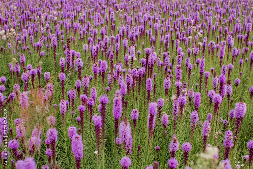 Naklejka premium beautiful field of purple flowers on a clear day