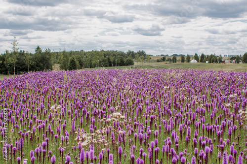 beautiful field of purple flowers on a clear day