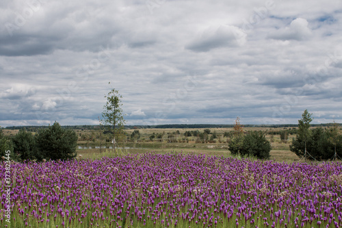 beautiful field of purple flowers on a clear day