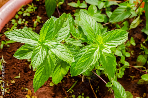 The Leaves of Small Black Mint Plant