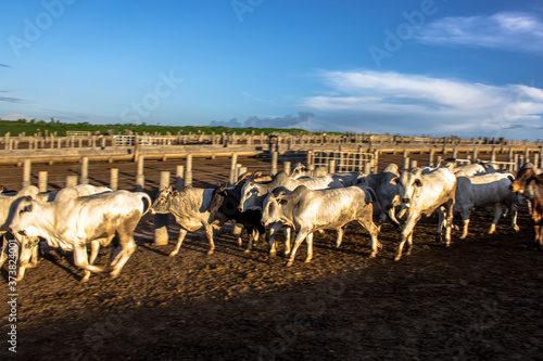 Wallpaper Mural A group of cattle in confinement in Brazil Torontodigital.ca