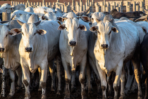 Εκτύπωση καμβά A group of cattle in confinement in Brazil